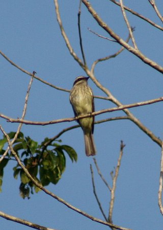 Photo (3): Piratic Flycatcher