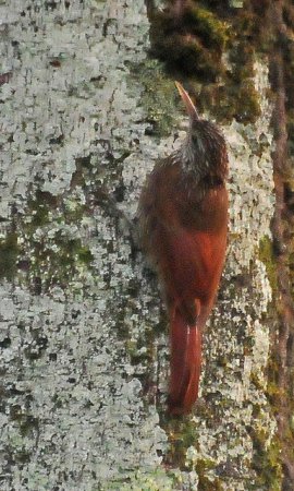 Photo (3): Streak-headed Woodcreeper