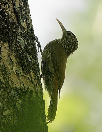 Photo (7): Streak-headed Woodcreeper
