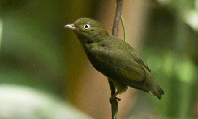 Photo (2): Blue-crowned Manakin