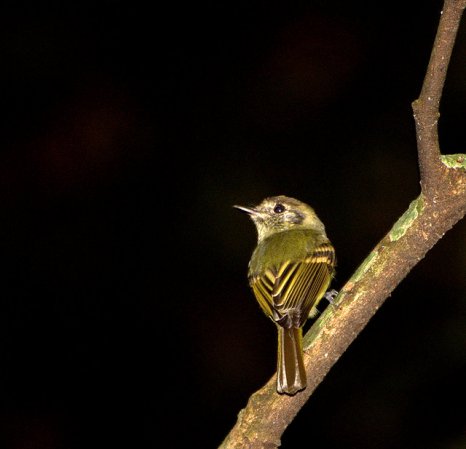Photo (1): Sepia-capped Flycatcher