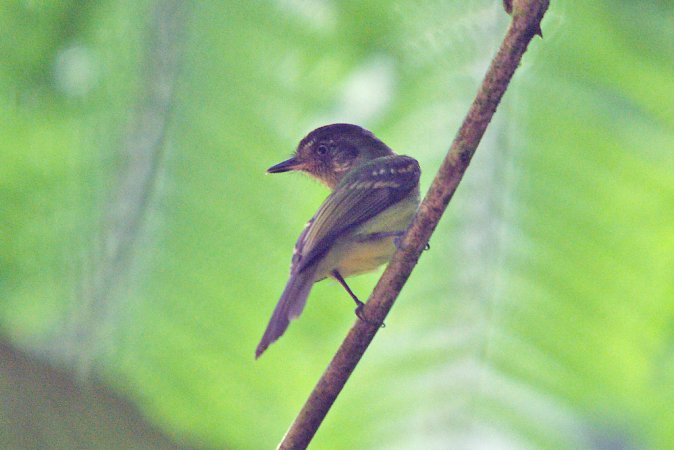 Photo (5): Sepia-capped Flycatcher