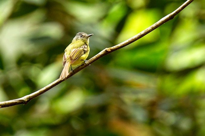 Photo (2): Sepia-capped Flycatcher