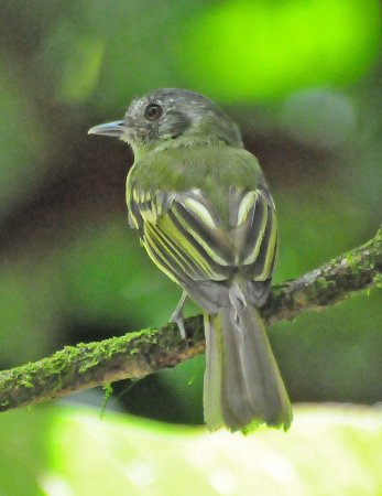 Photo (1): Slaty-capped Flycatcher