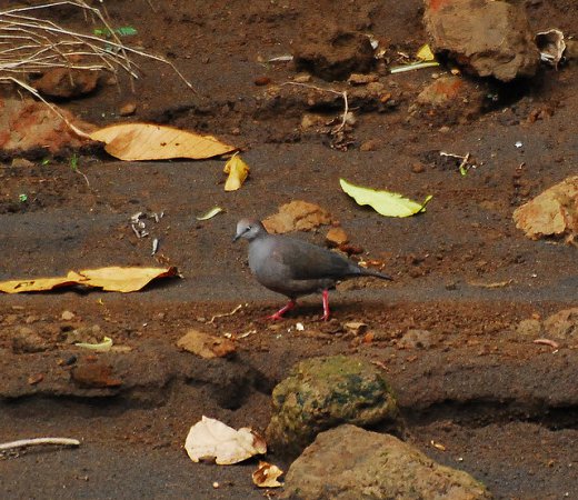 Photo (1): Gray-chested Dove