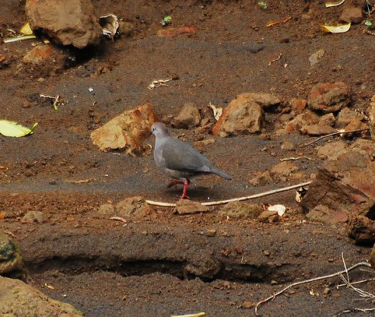 Photo (2): Gray-chested Dove