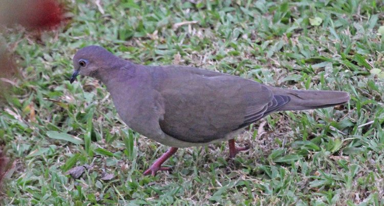 Photo (3): Gray-chested Dove