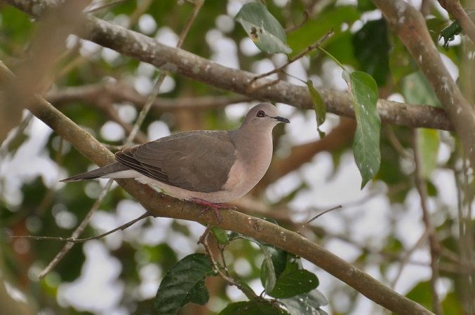 Photo (1): Gray-fronted Dove