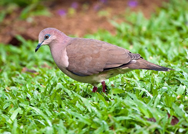 Photo (5): White-tipped Dove