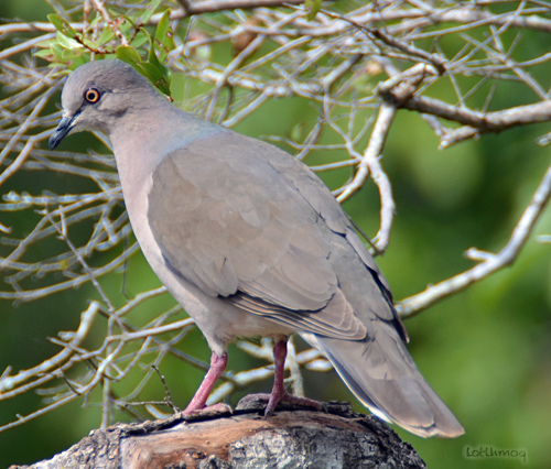 Photo (9): White-tipped Dove