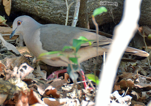 Photo (20): White-tipped Dove