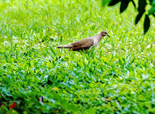 Photo (11): White-tipped Dove