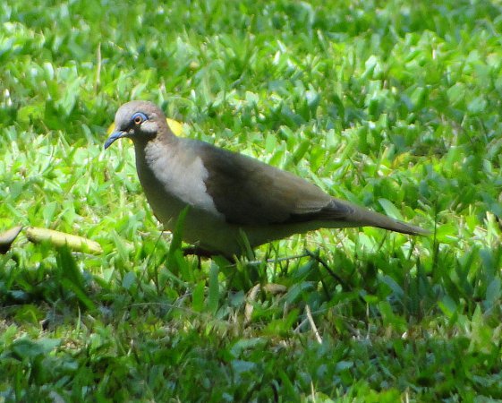 Photo (6): White-tipped Dove