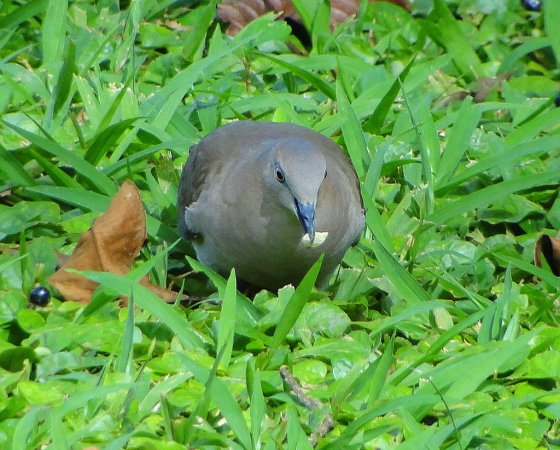 Photo (14): White-tipped Dove