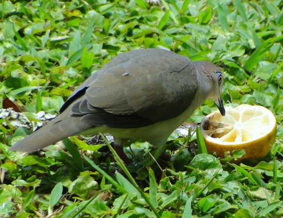 Photo (21): White-tipped Dove