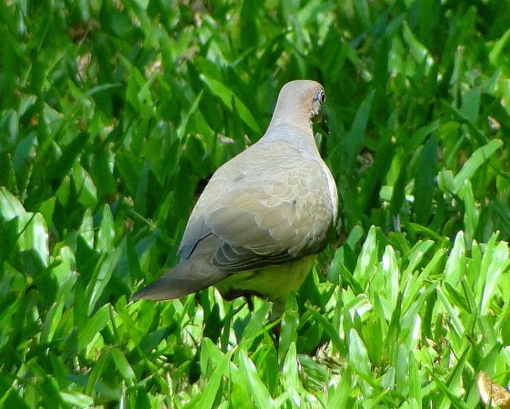Photo (15): White-tipped Dove