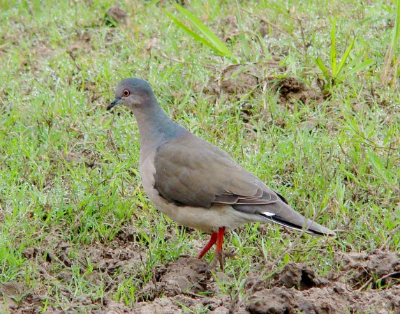 Photo (18): White-tipped Dove