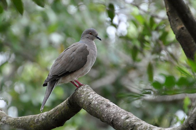 Photo (7): White-tipped Dove