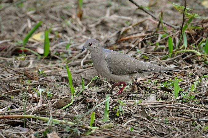 Photo (8): White-tipped Dove