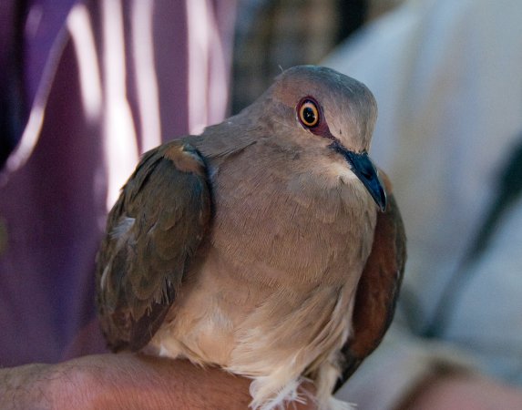Photo (12): White-tipped Dove