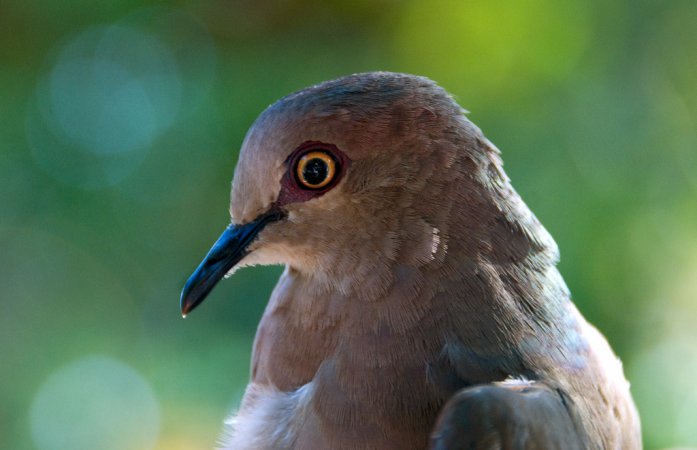 Photo (17): White-tipped Dove