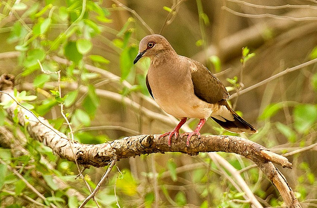 Photo (16): White-tipped Dove
