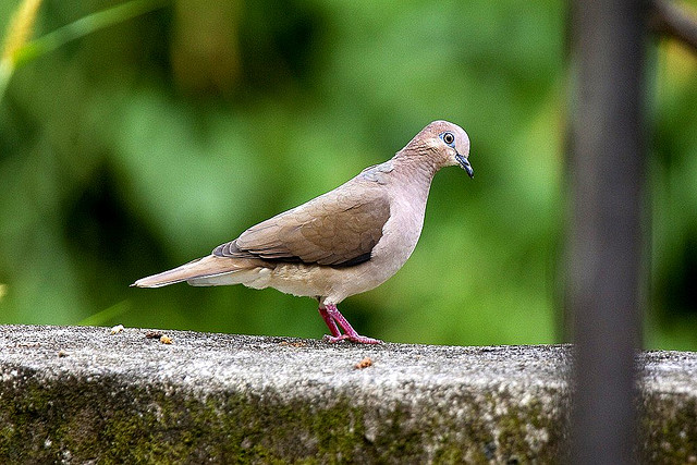 Photo (13): White-tipped Dove