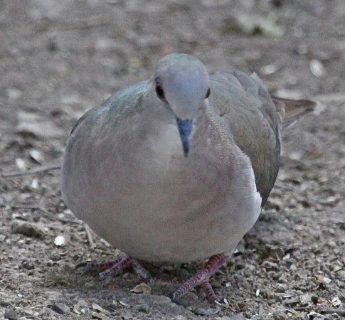 Photo (22): White-tipped Dove