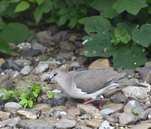 Photo (19): White-tipped Dove