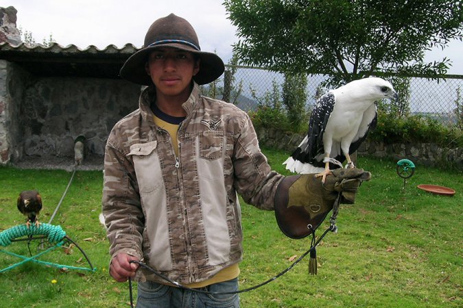 Photo (1): White Hawk