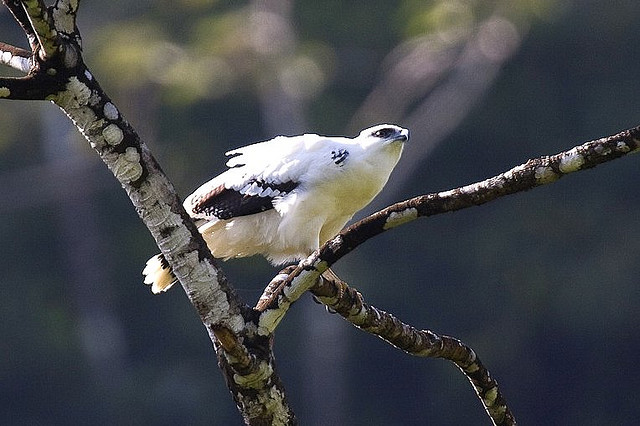 Photo (5): White Hawk