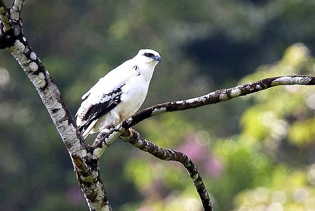 Photo (7): White Hawk