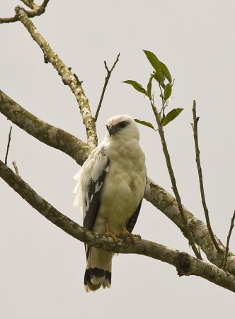 Photo (2): White Hawk