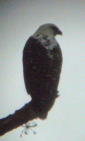 Photo (4): White Hawk