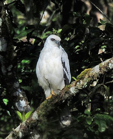 Photo (3): White Hawk