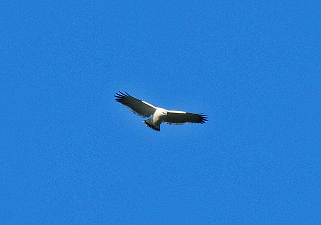 Photo (8): White Hawk