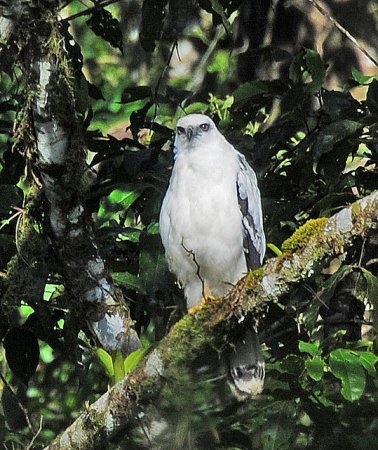 Photo (9): White Hawk