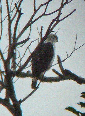 Photo (1): Black-faced Hawk