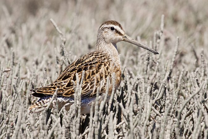 Photo (16): Short-billed Dowitcher