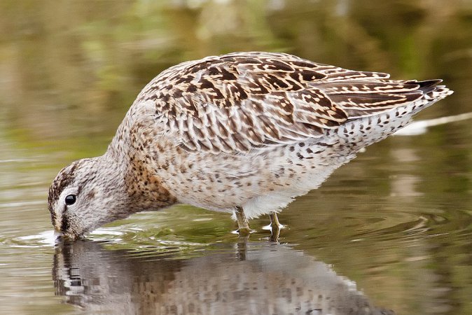 Photo (11): Short-billed Dowitcher