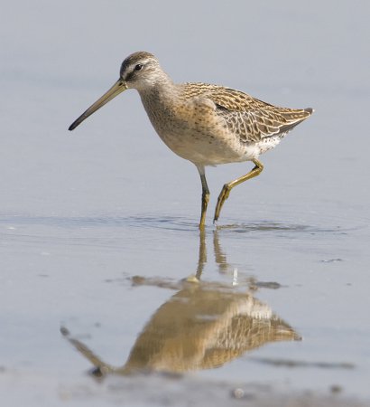 Photo (20): Short-billed Dowitcher