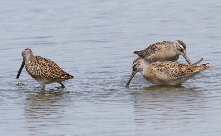 Photo (17): Short-billed Dowitcher