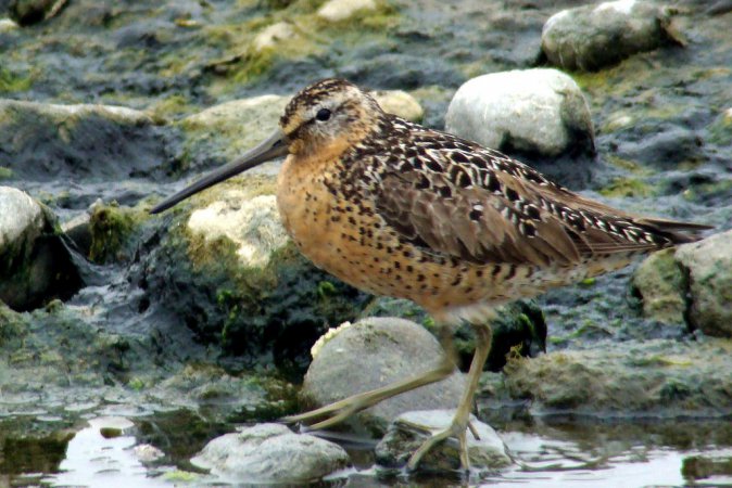 Photo (19): Short-billed Dowitcher
