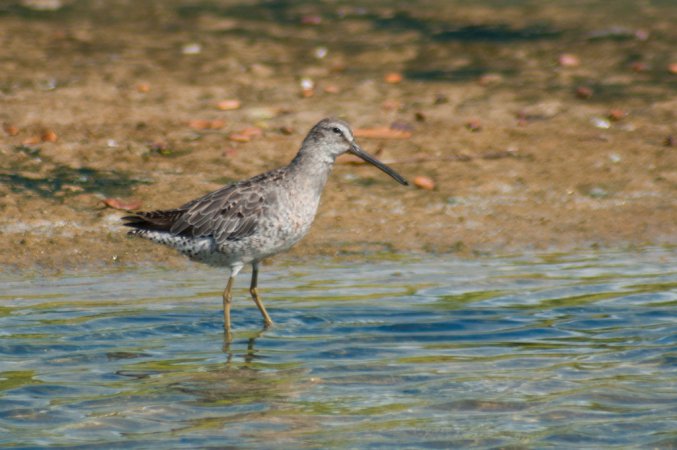 Photo (12): Short-billed Dowitcher