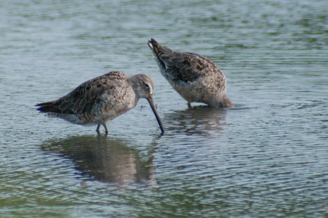 Photo (14): Short-billed Dowitcher