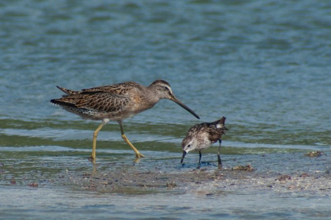 Photo (13): Short-billed Dowitcher