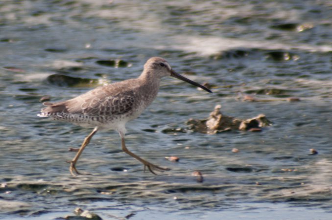 Photo (15): Short-billed Dowitcher