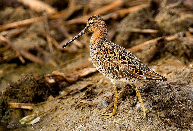 Photo (2): Short-billed Dowitcher
