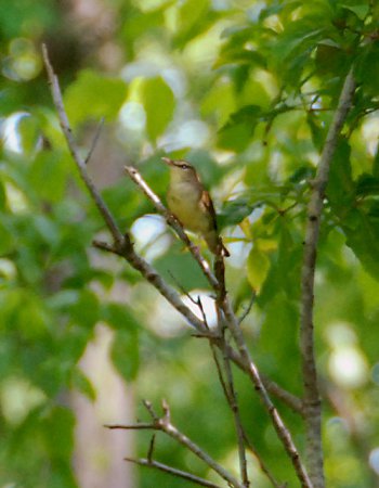 Photo (3): Swainson's Warbler