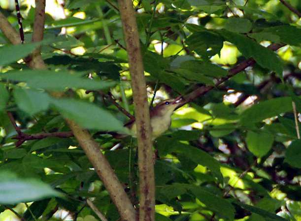 Photo (8): Swainson's Warbler